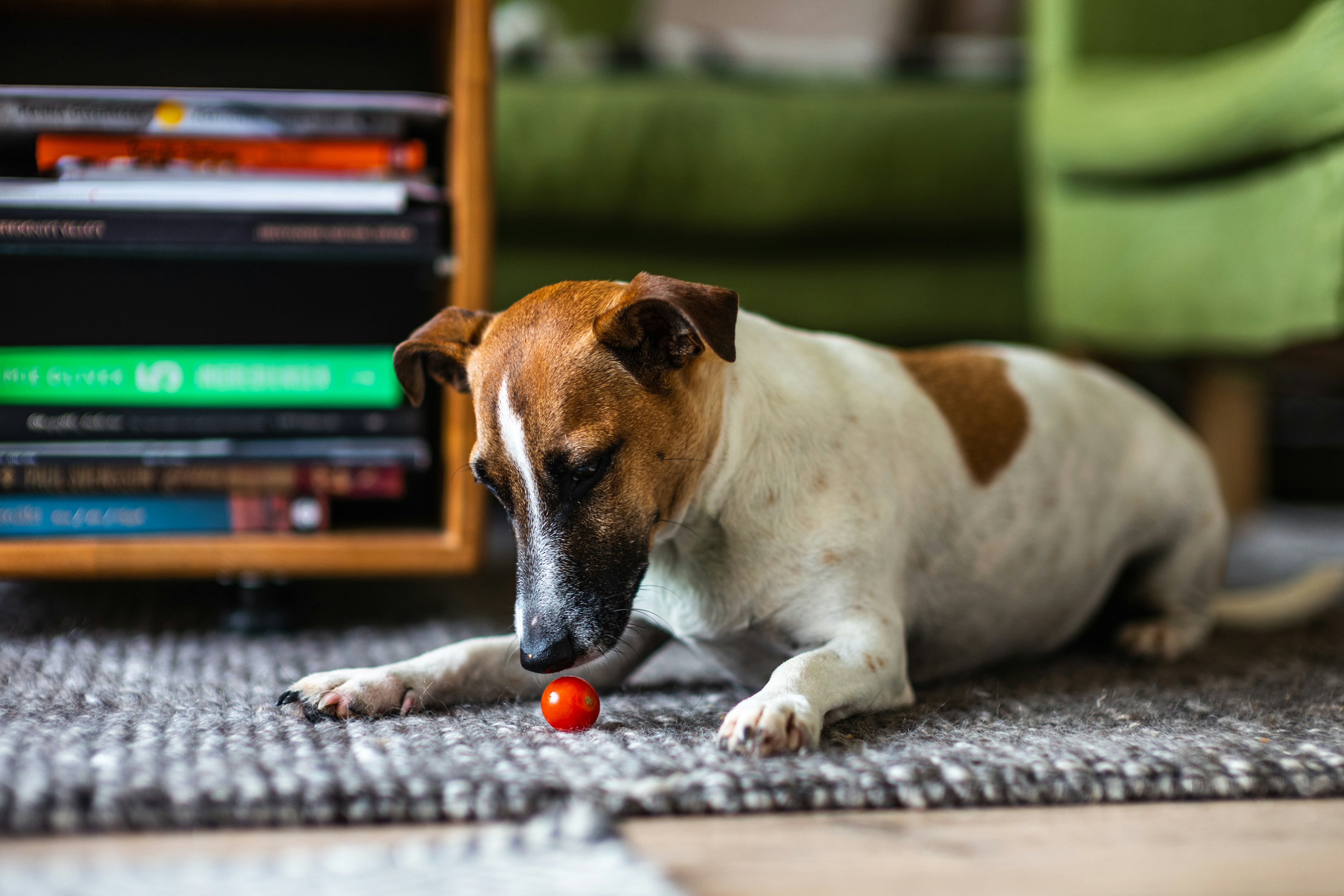 Tapete pet friendly para cães e gatos